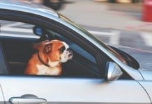 Earn more with GrabPet XL service and Grabcar Executive